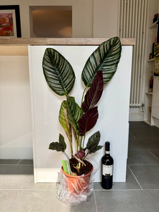 75cm Calathea Sanderiana