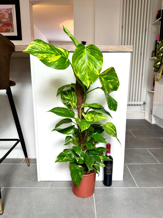 90cm Climbing Devils Ivy