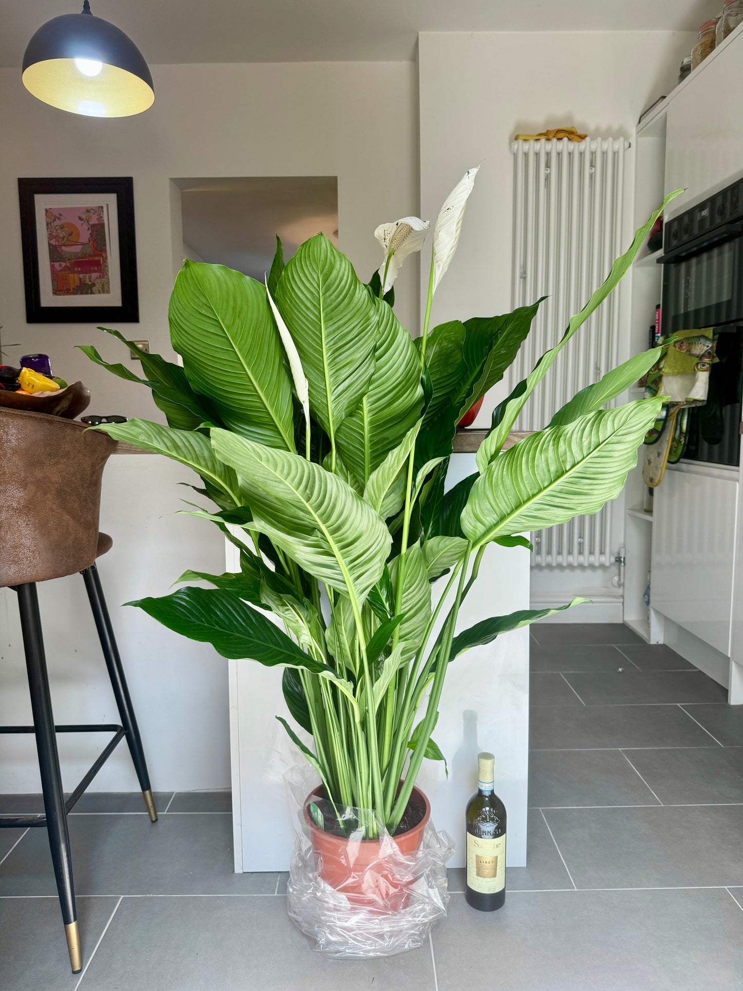 140cm Giant Peace Lily