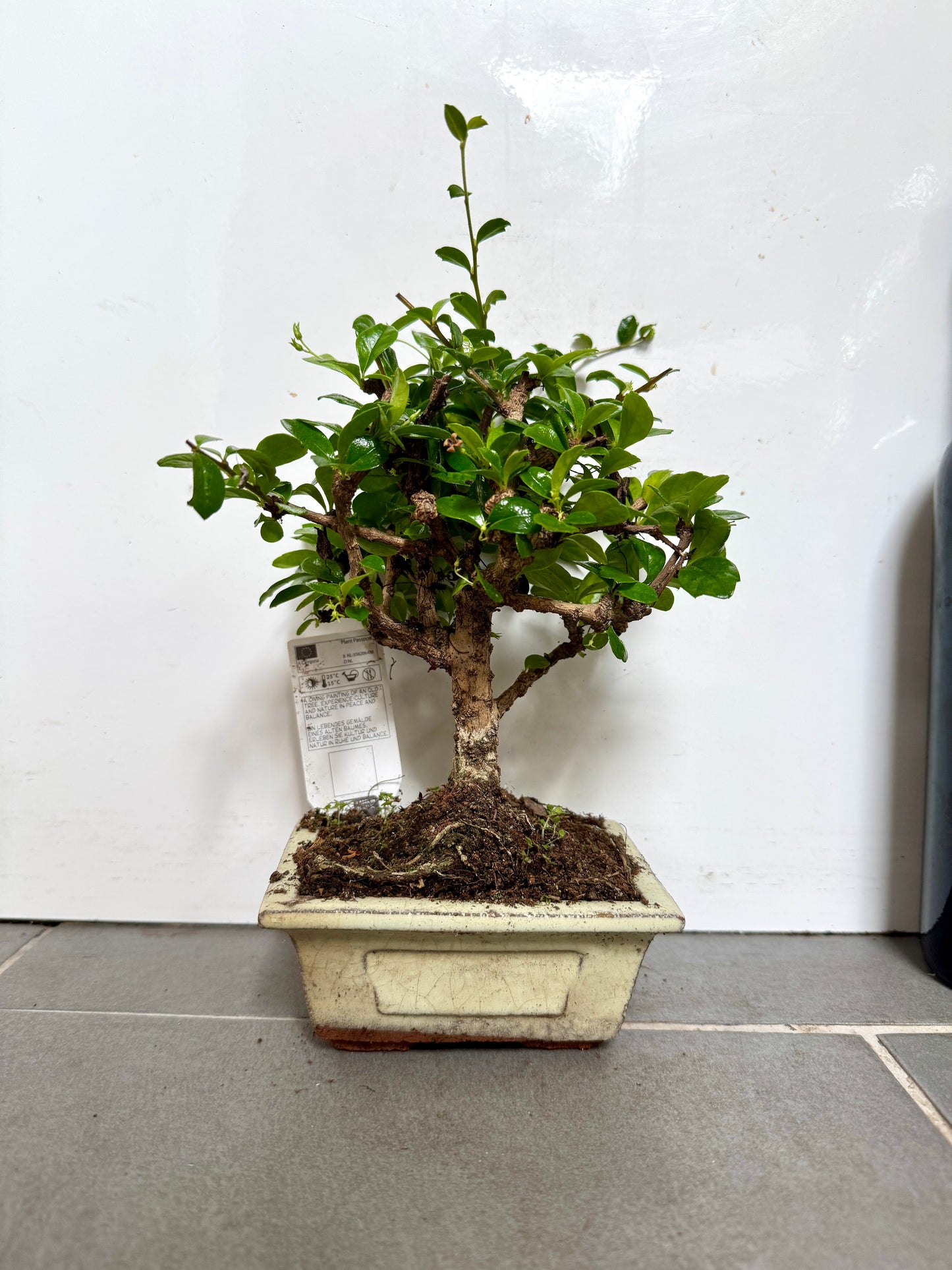 30cm Mixed Bonsai in Ceramic Dish