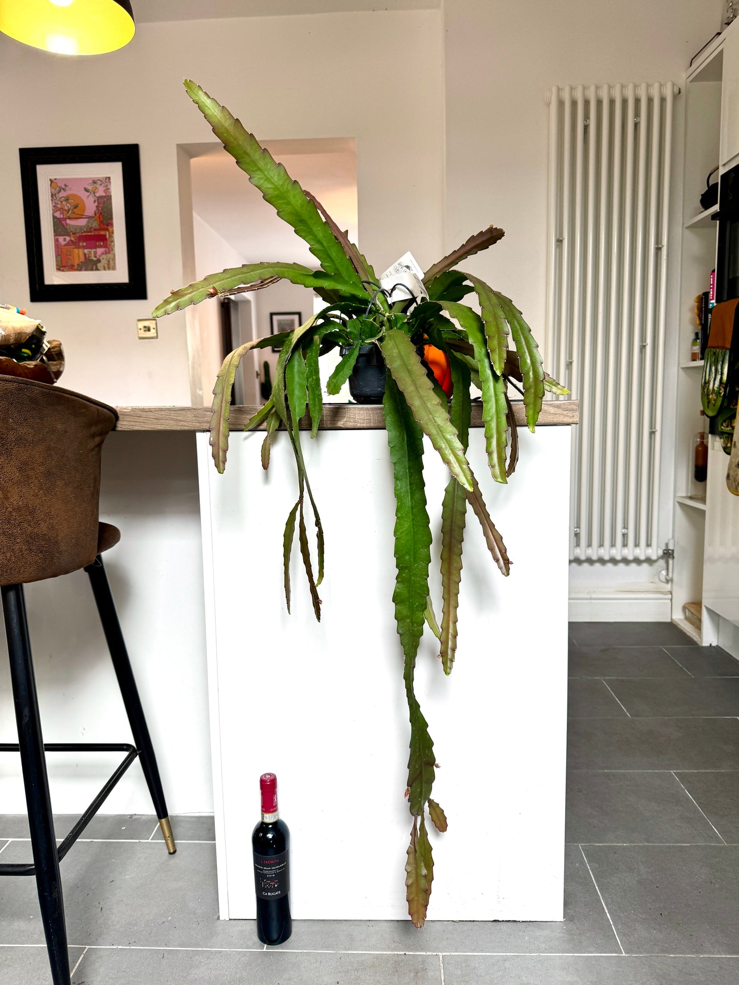 130cm XL Epiphyllum Ackermanii