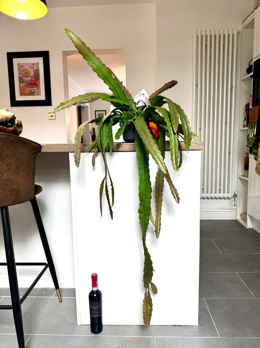130cm XL Epiphyllum Ackermanii