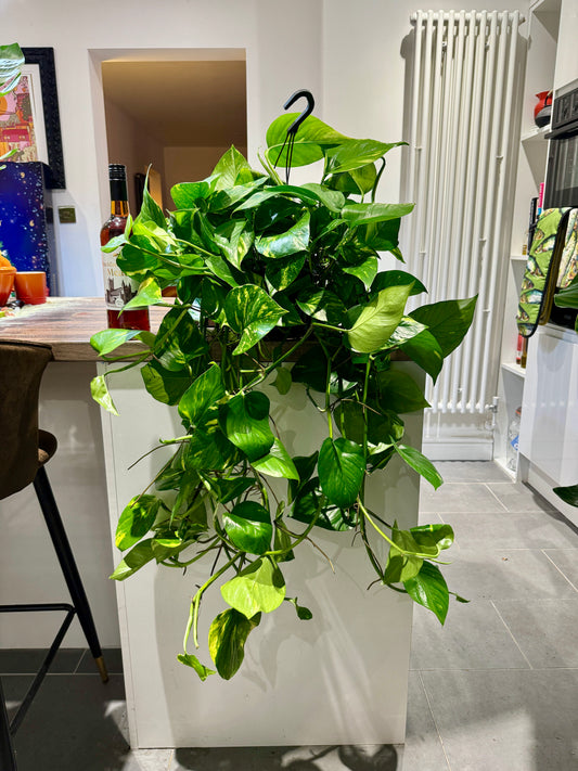 100cm Giant Devils Ivy