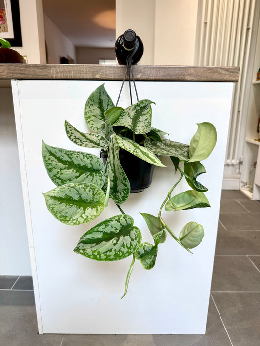 50cm Hanging Satin Pothos (Scindapsus pictus trebie)