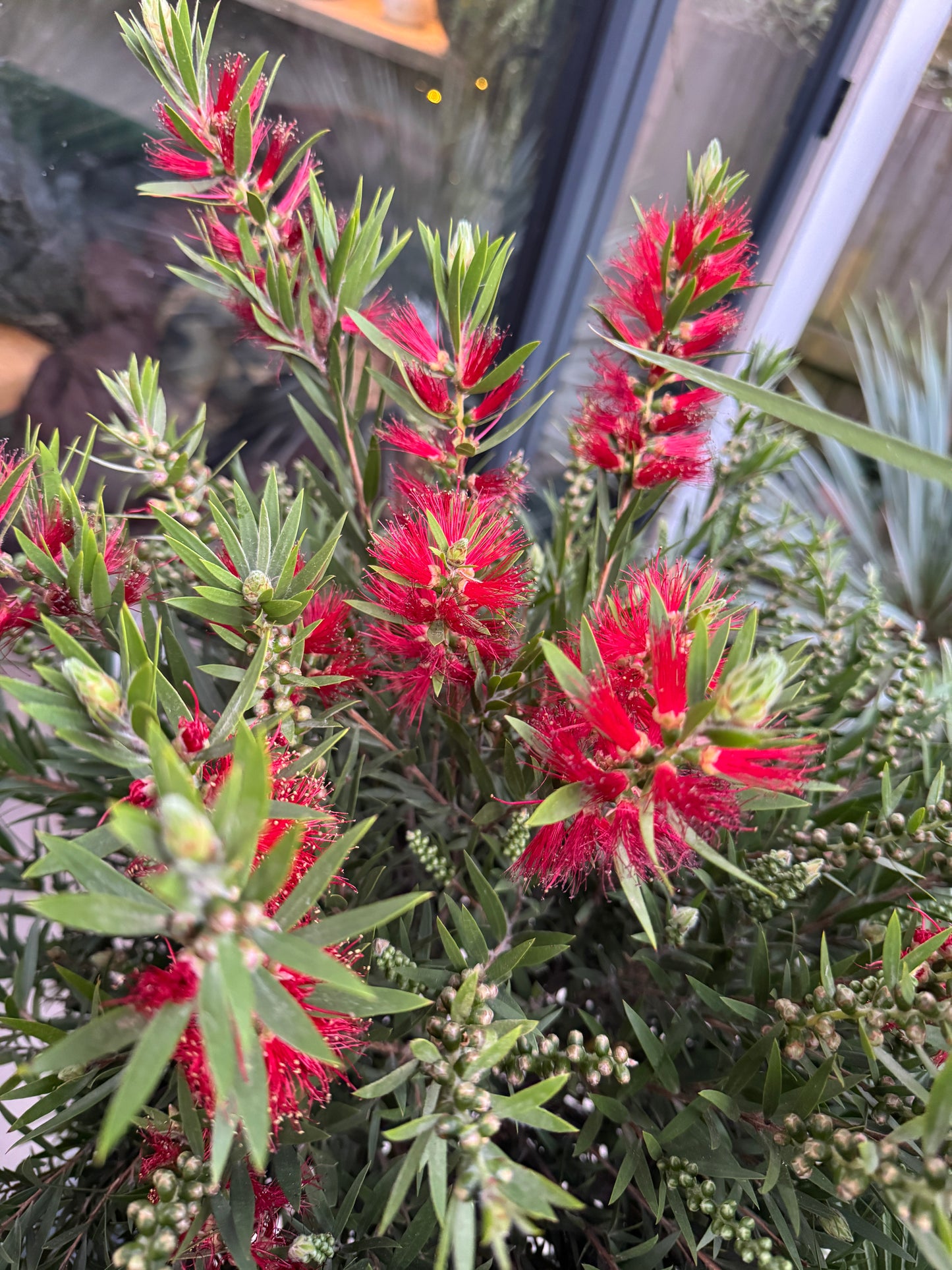 150cm Callistemon Citrinus Splendens (Bottlebrush Tree)
