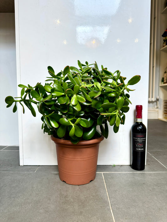 40cm Giant Crassula Ovata Minor Jade Plant