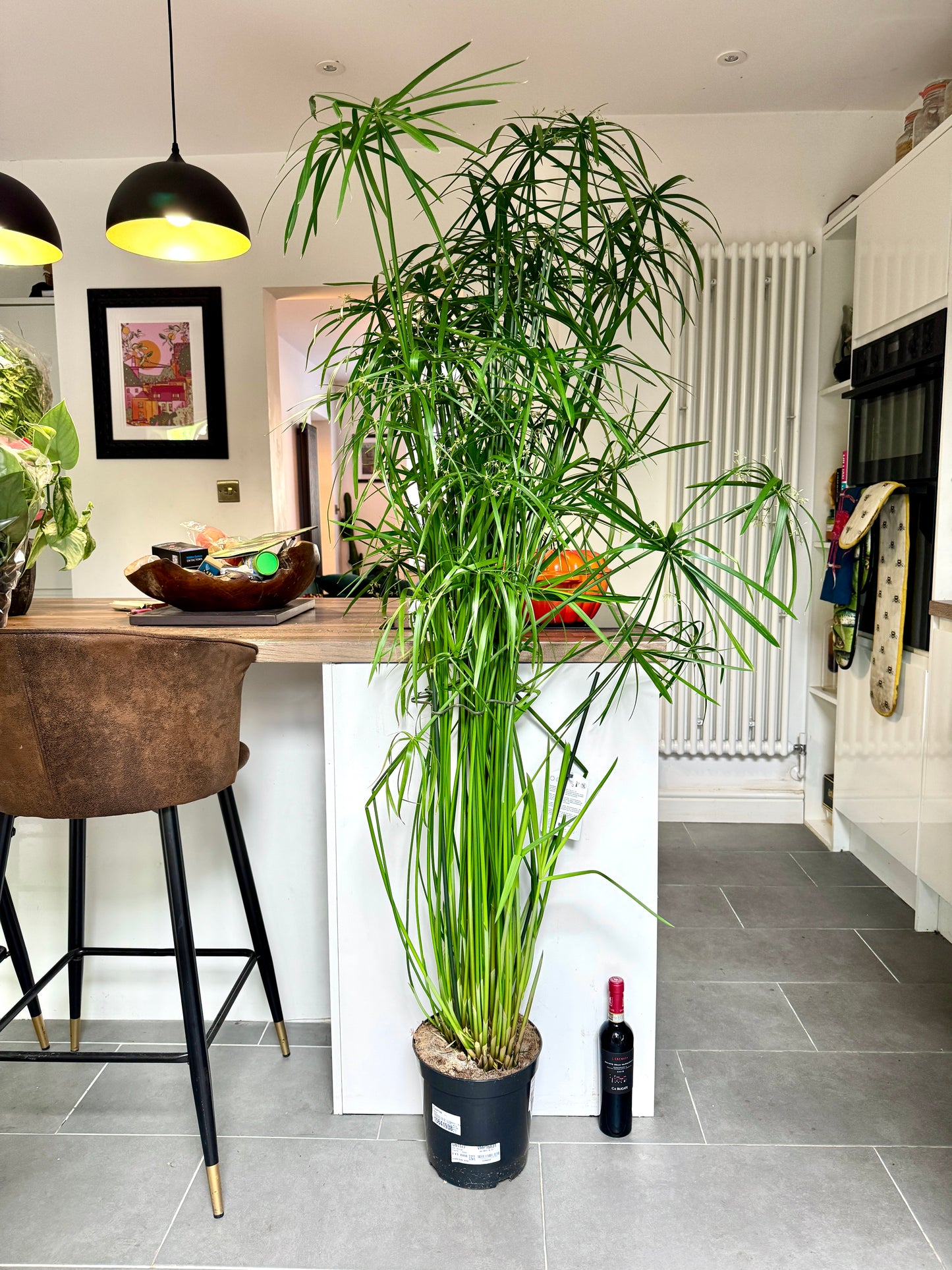 150cm Cyperus Papyrus Reed