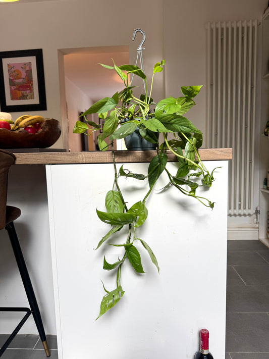60cm Epipremnum Cebu Blue Devils Ivy