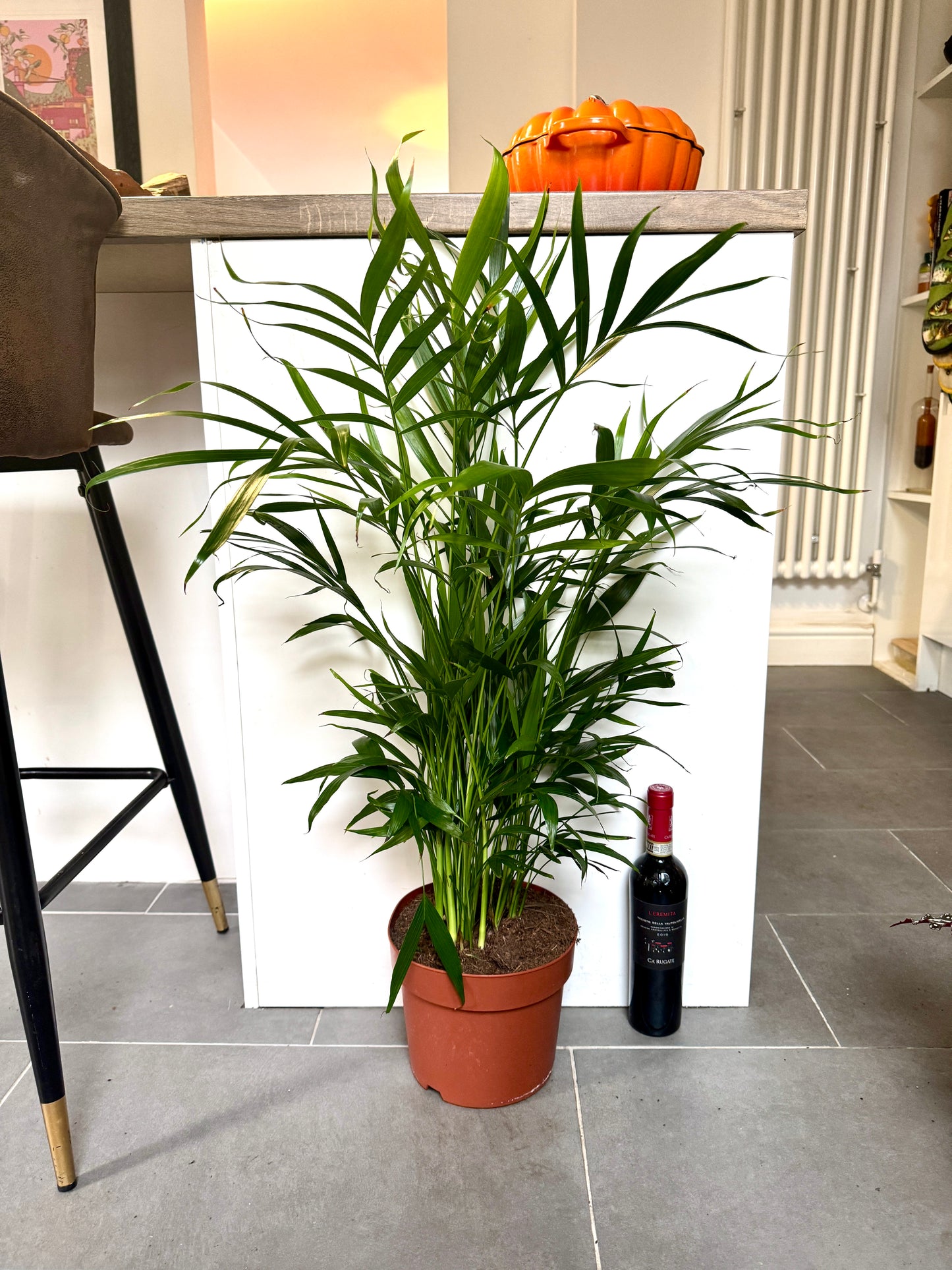120cm Chamaedorea Cataractum (Cascade Palm)