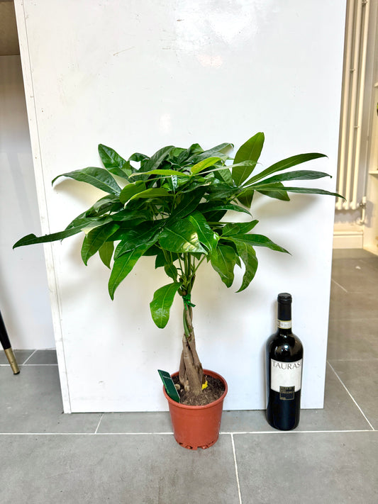 70cm Pachira Aquatica (Money Tree)