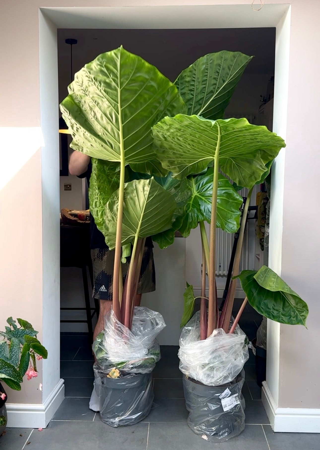 210cm Giant Alocasia Imperial Red