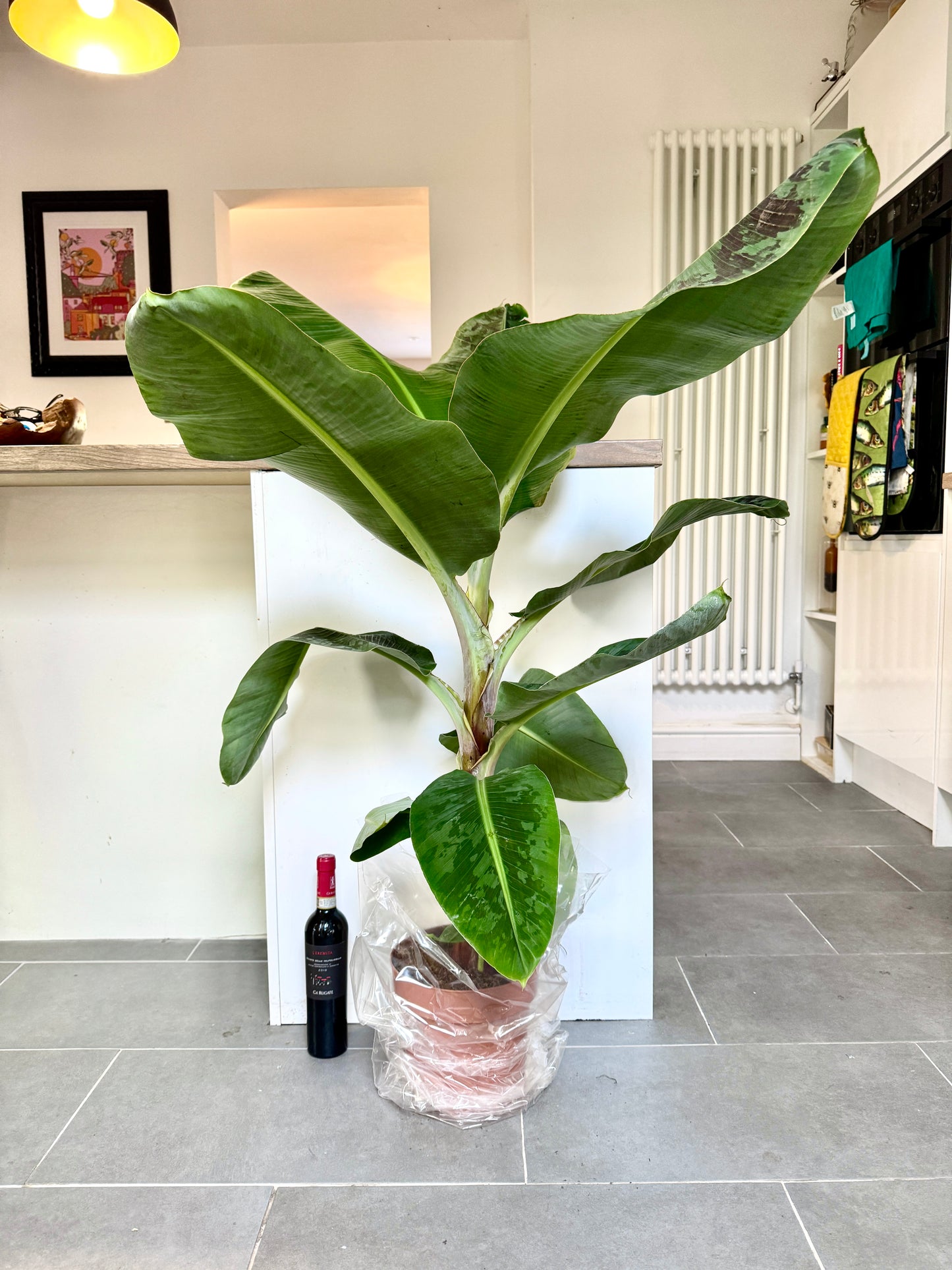130cm Banana Tree (Musa Dwarf Cavendish - Indoor / Outdoor)