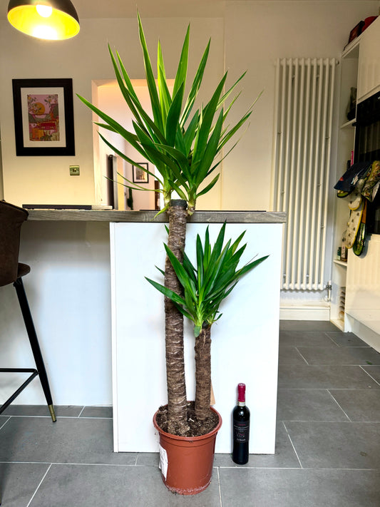 140cm Double Stem Yucca