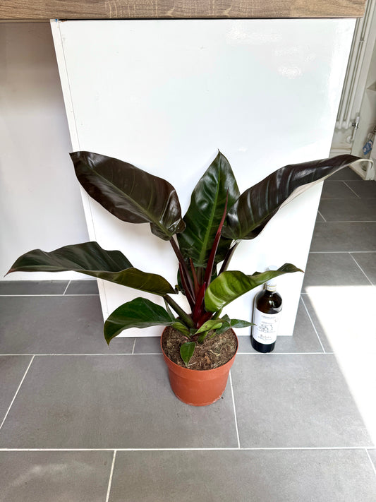 65cm Philodendron Imperial Red