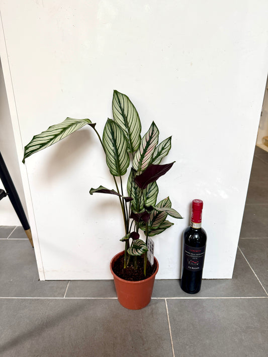 50cm Calathea White Star