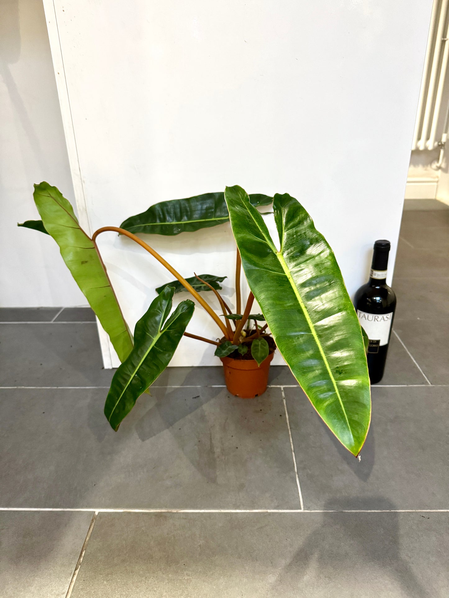 30cm Philodendron Billietiae