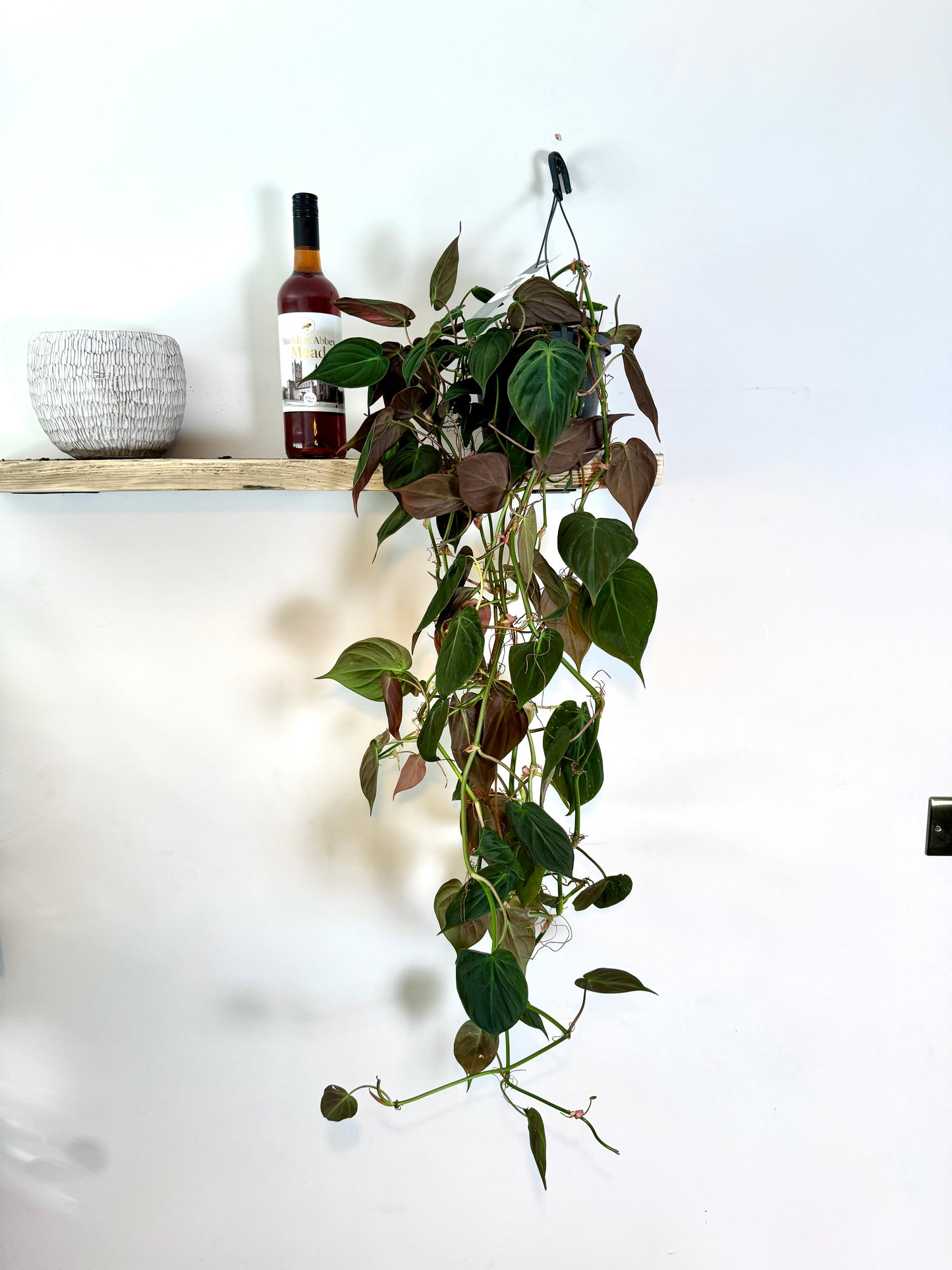 70cm Philodendron Micans