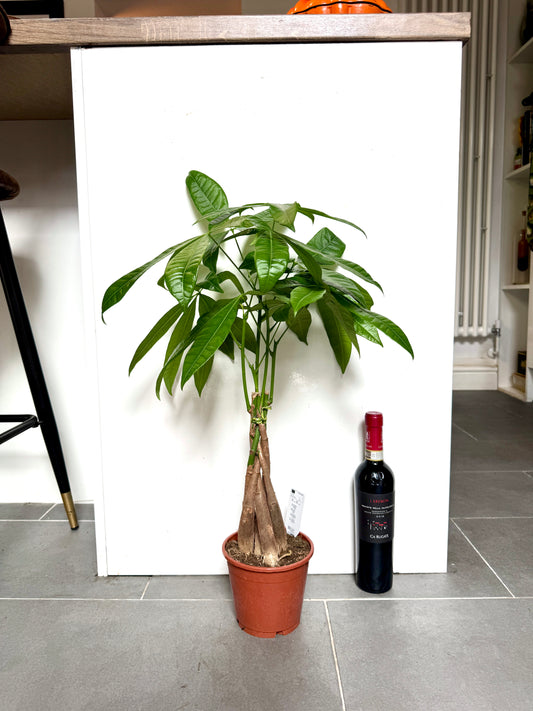 65cm Pachira Aquatica (Money Tree)