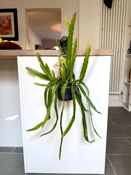 75cm Epiphyllum Oxypetalum