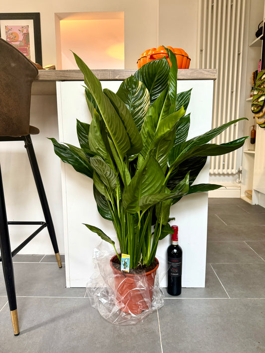 90cm Giant Peace Lily