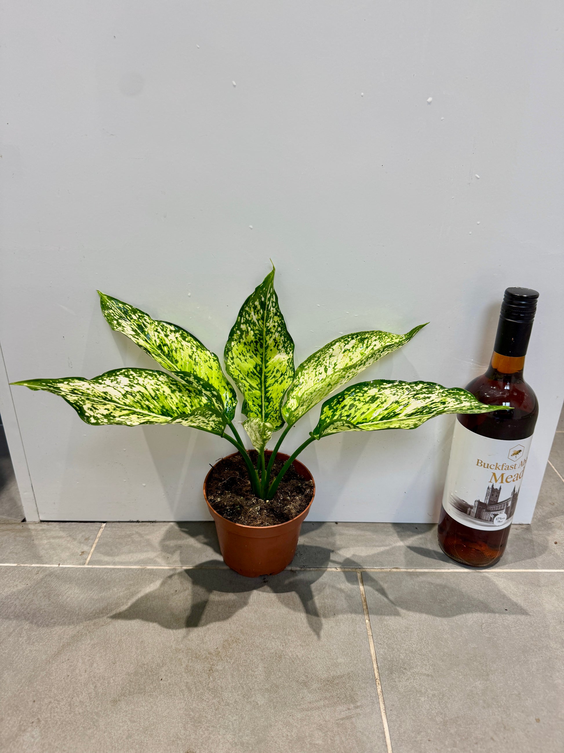 aglaonema white anyamanee 30cm Aglaonema Anyamanee White – Bristol Plant Man