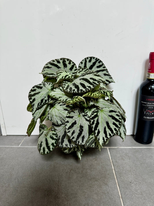 30cm Begonia Silver Jewel