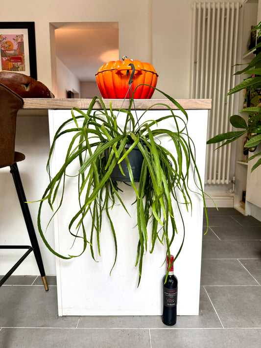 70cm Lepismium Bolivianum