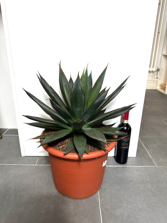 45cm Giant Agave Shaka Zulu