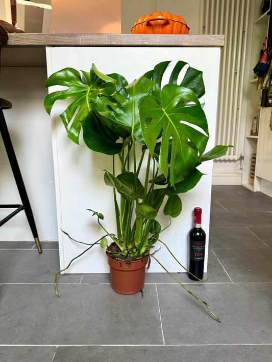 75cm Monstera Deliciosa (Swiss Cheese)