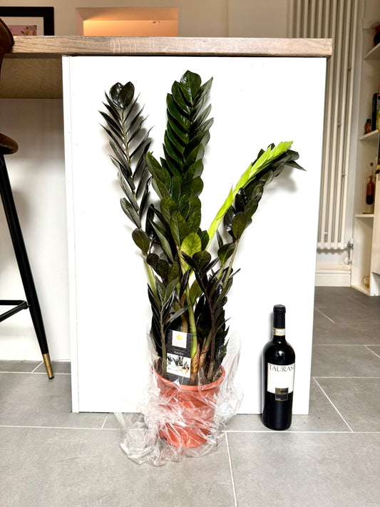 80cm ZZ Black Raven
