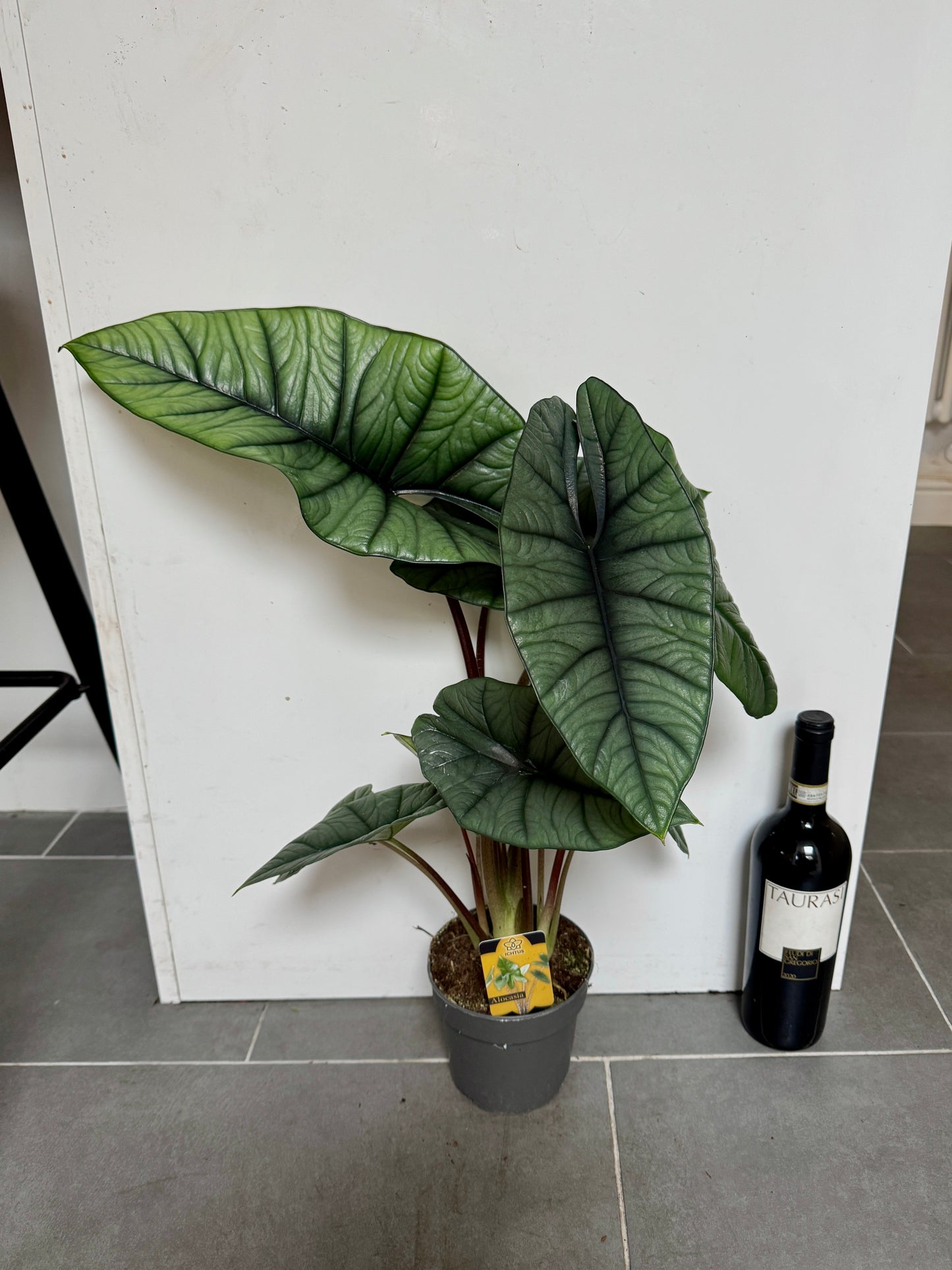60cm Alocasia Platinum
