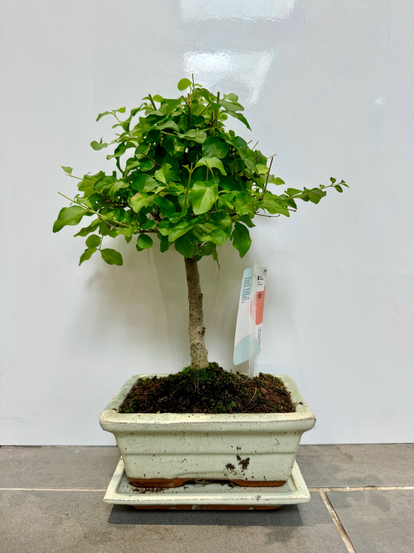 bonsai tree bristol 30cm Bonsai Tree in ceramic dish – Bristol Plant Man