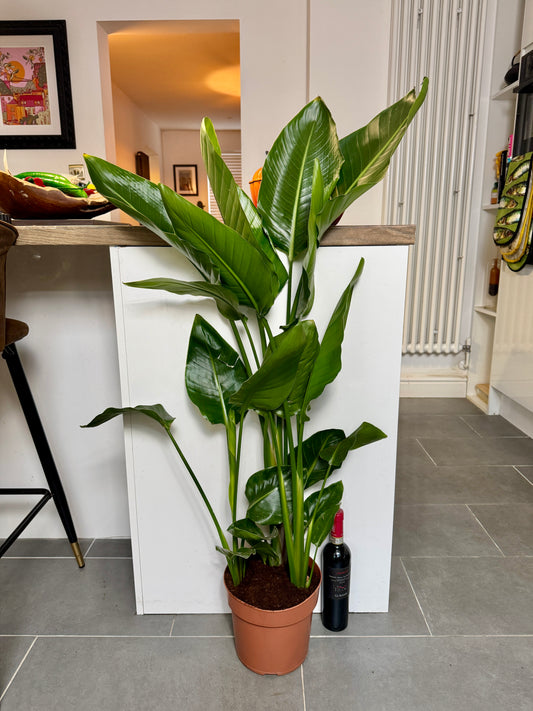 120cm Strelitzia Nicolai (Bird of Paradise)