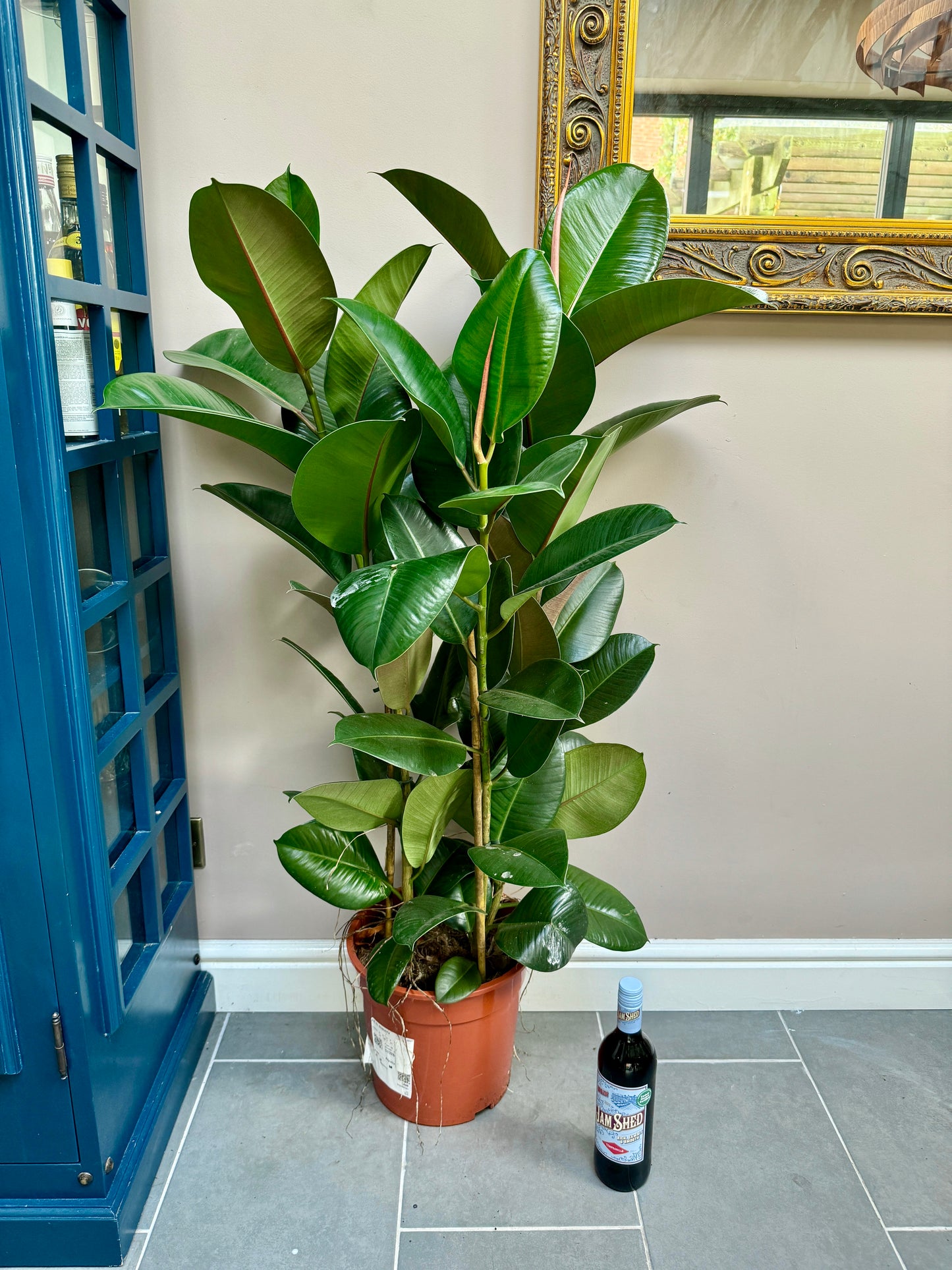 130cm Ficus Elastica (Triple Stemmed Rubber Plant)