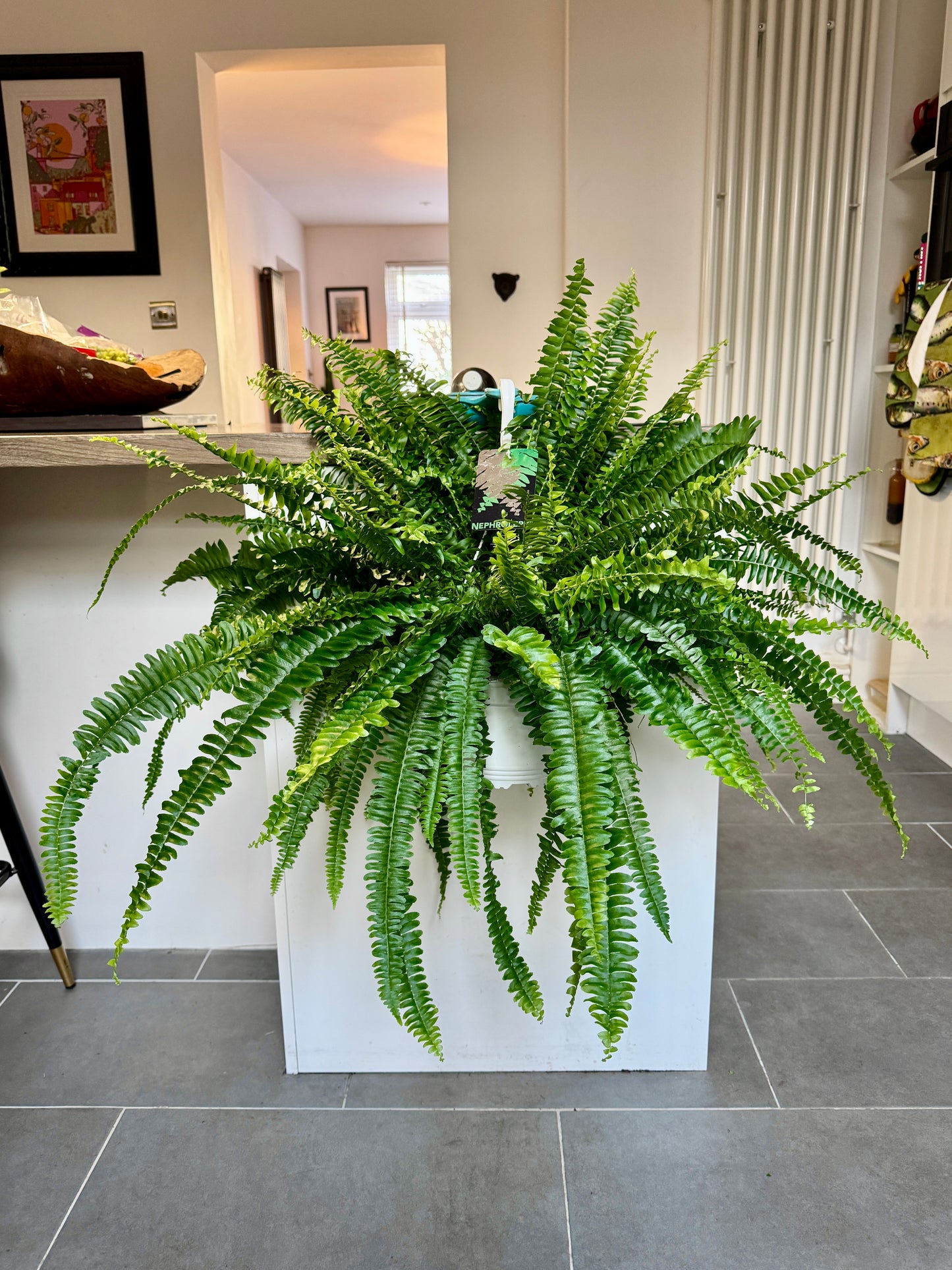 75cm Sword Fern (Nephrolepsis exaltata)