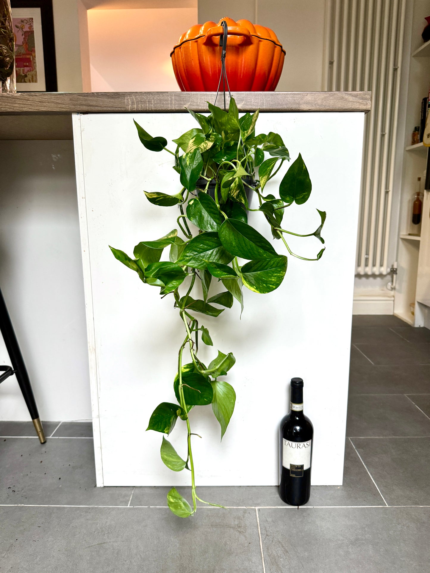 80cm Epipremnum Aureum (Devil’s Ivy)