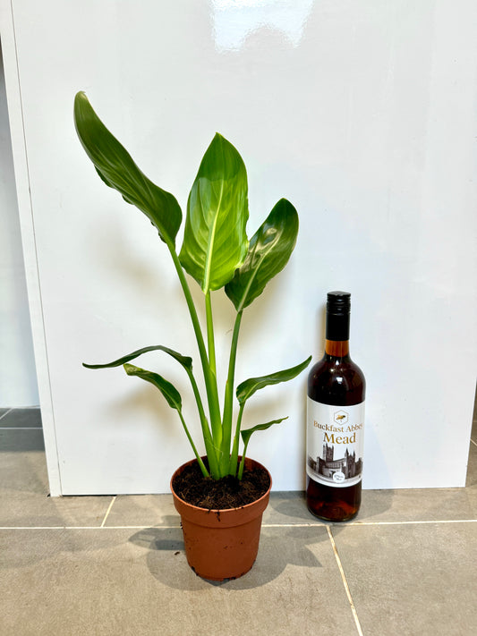 60cm Strelitzia Reginae (Orange Flowering Bird of Paradise)