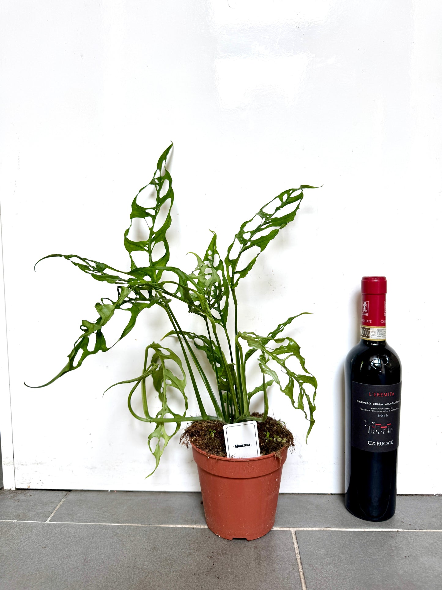 40cm Monstera Obliqua Peru