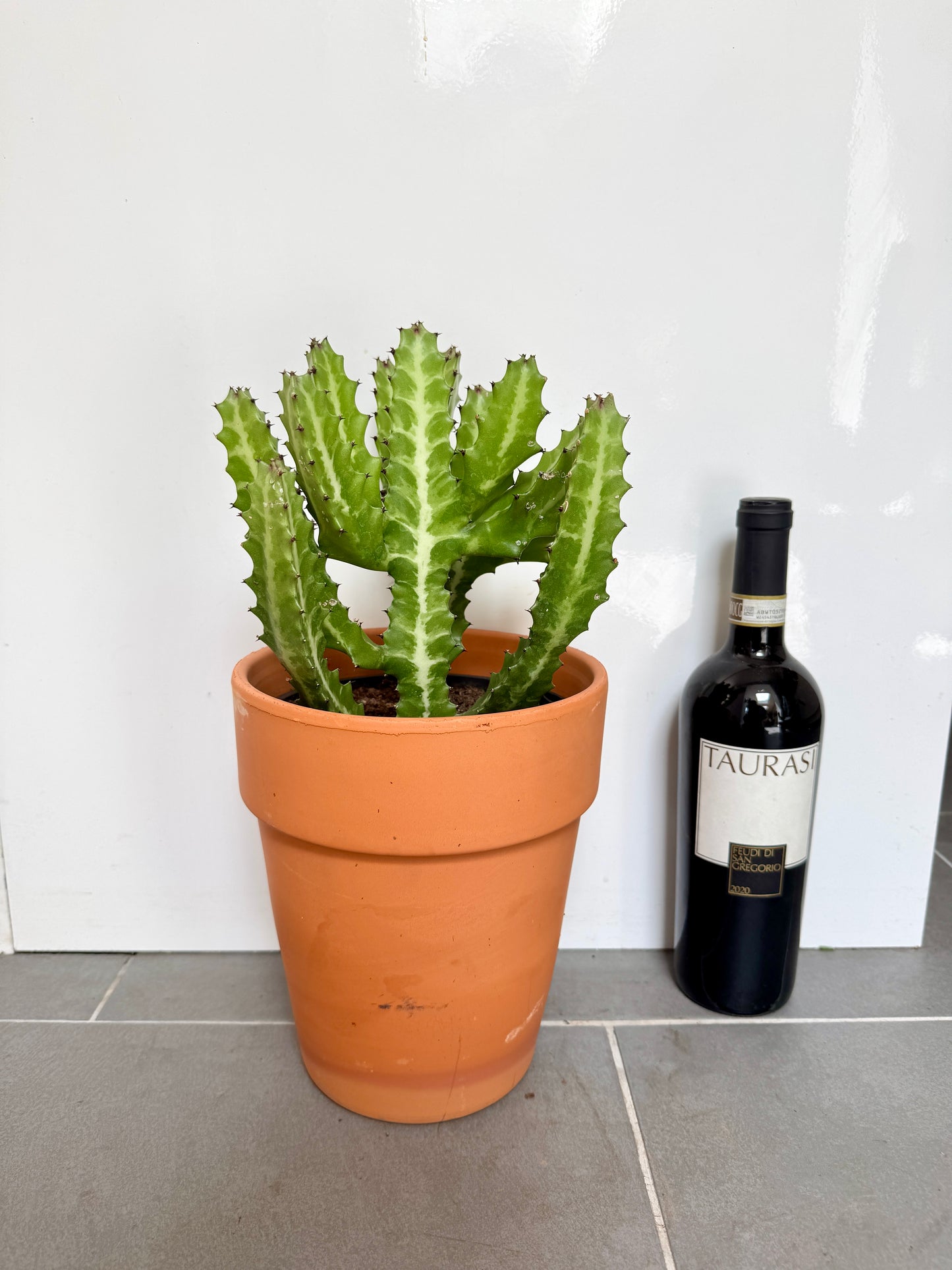 40cm Euphorbia Cactus in Terracotta Pot