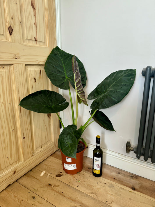 100cm Alocasia Regal Shields