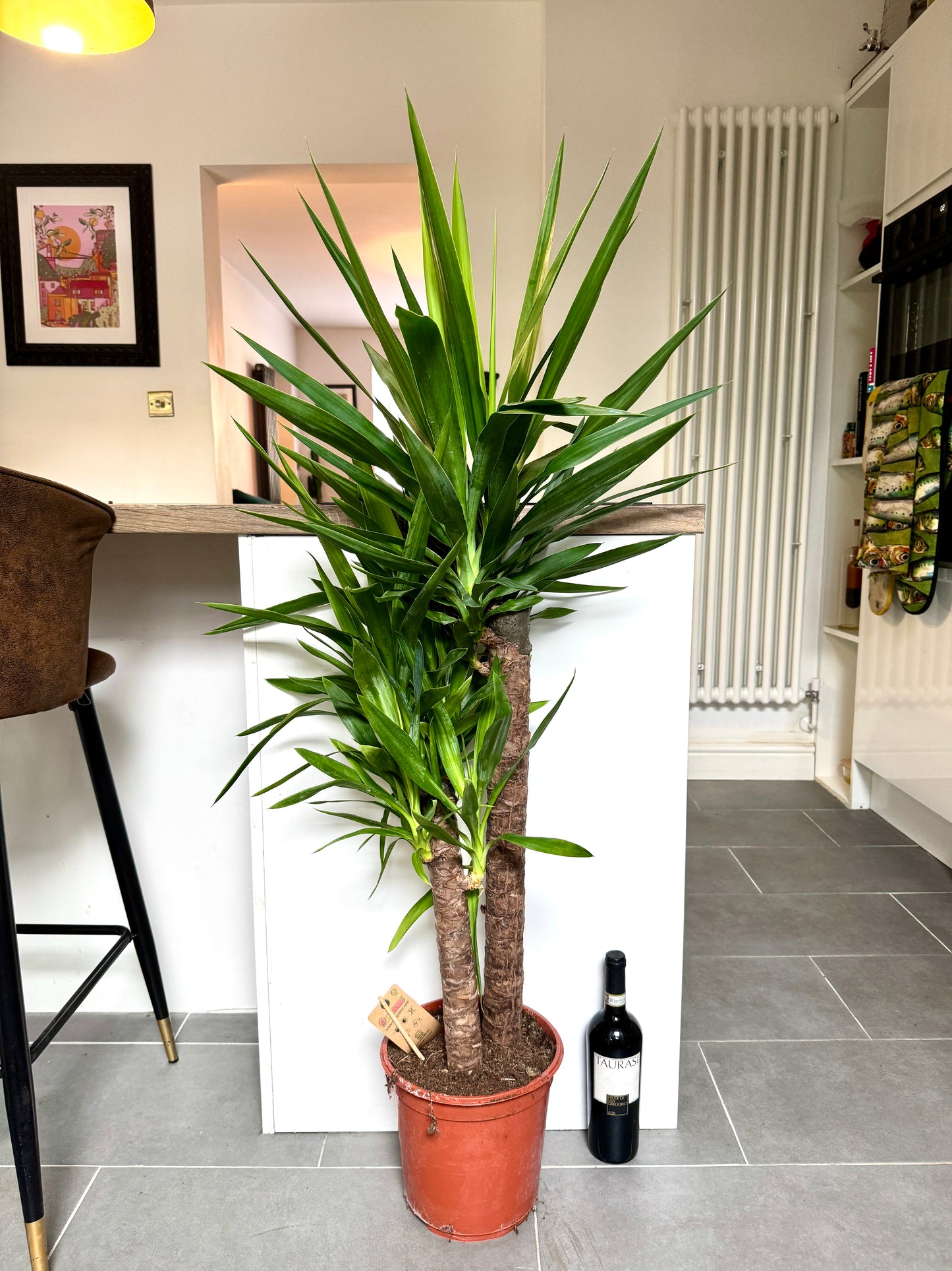 160cm Double Stem Yucca