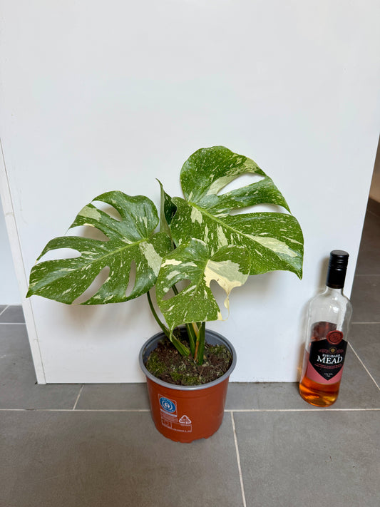 50cm Monstera Deliciosa Thai Constellation
