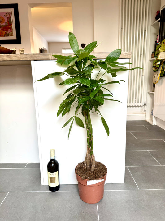 100cm Money Tree (Pachira Aquatica)