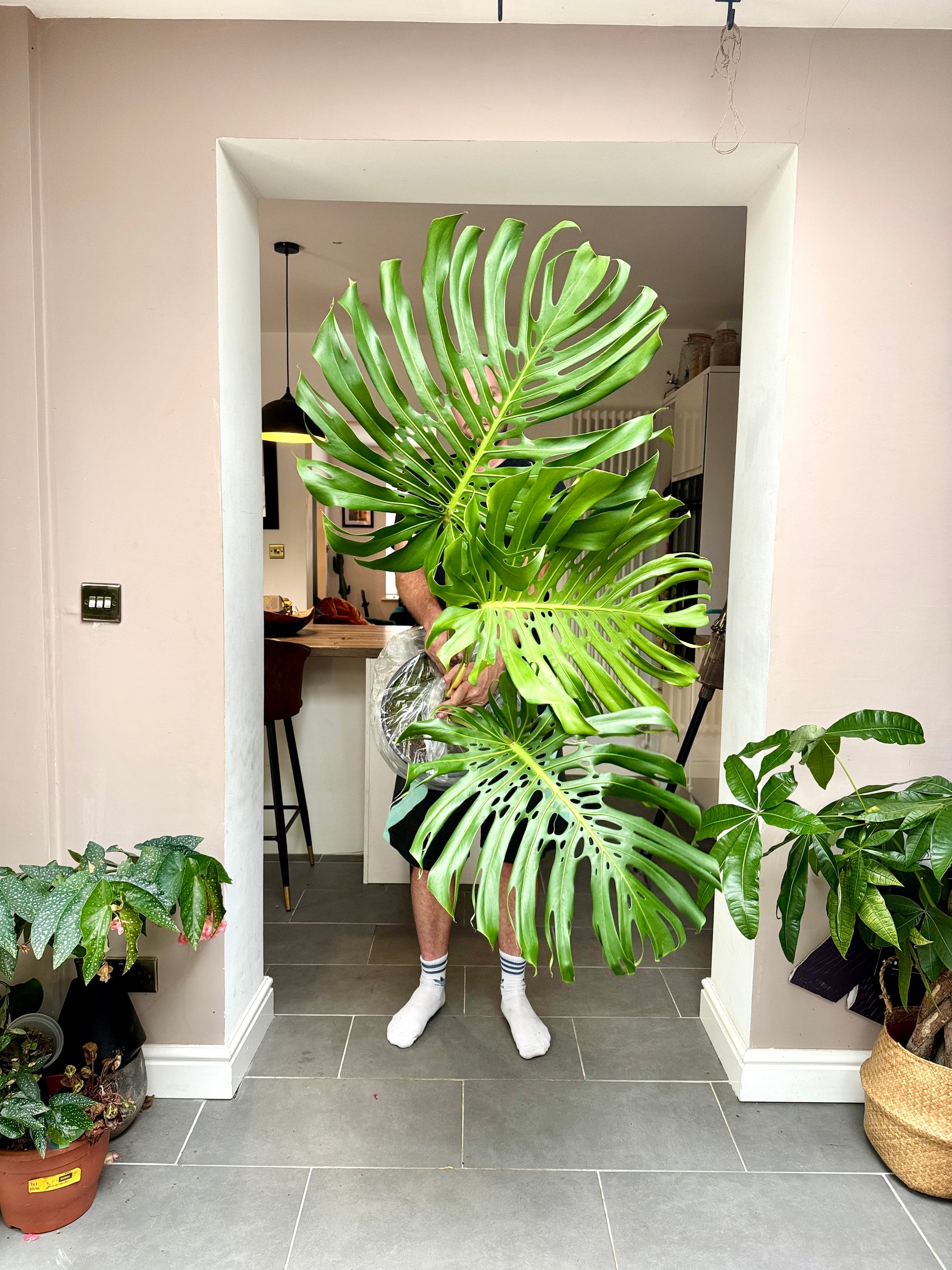 swiss cheese plant big 110cm Monstera Deliciosa (Swiss Cheese Plant) Large Form – Bristol Plant Man