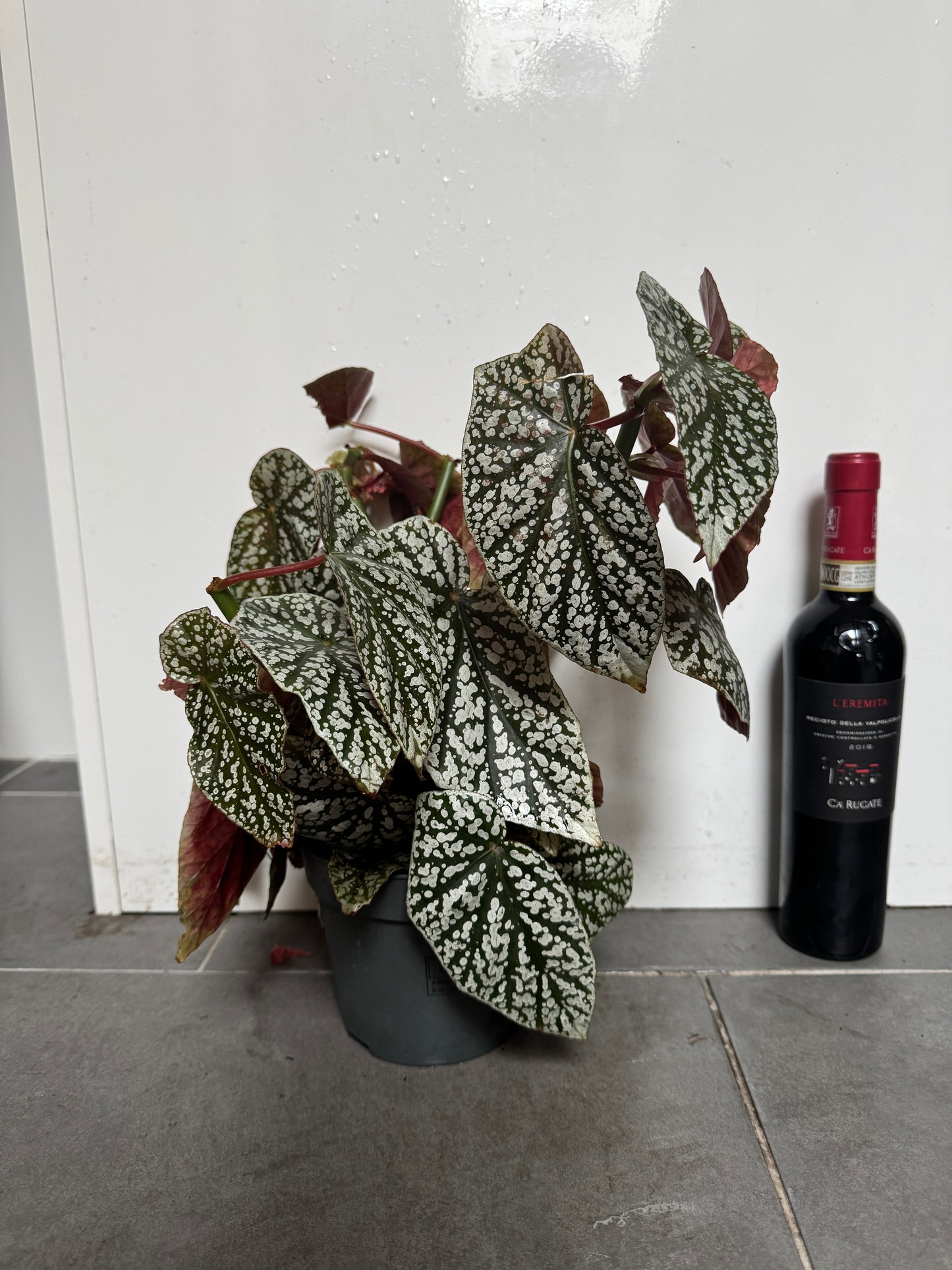 45cm Begonia Maculata Green Spot