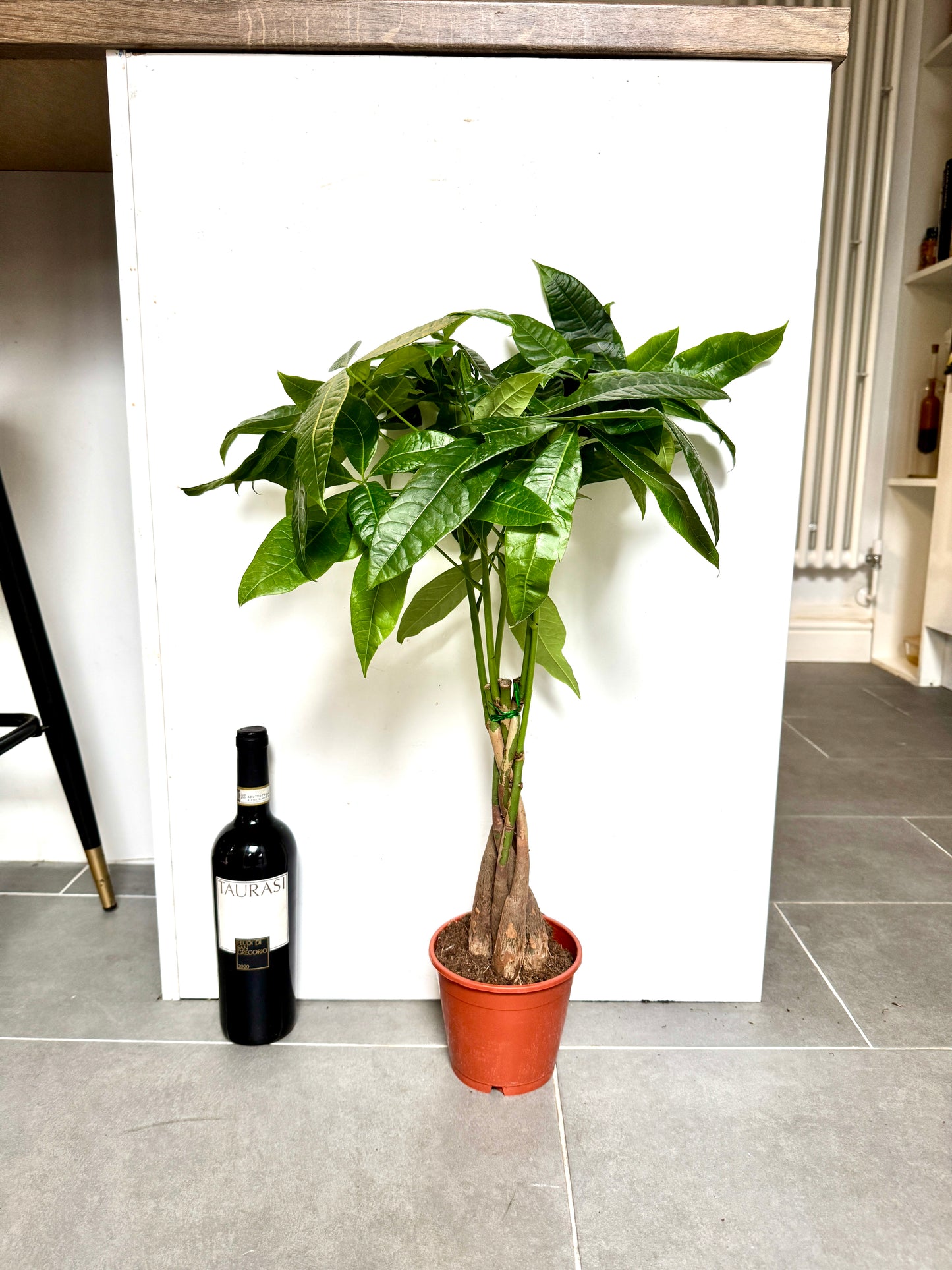 70cm Pachira Aquatica (Money Tree)