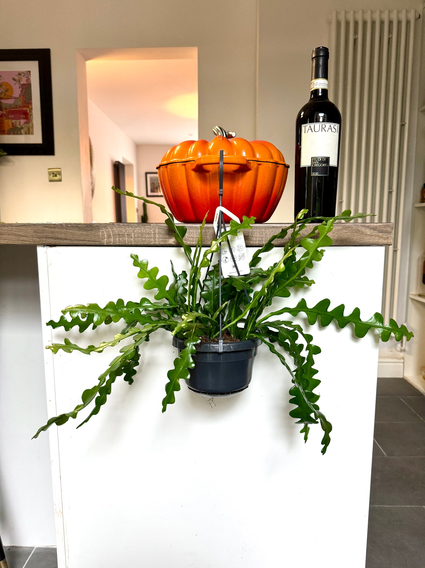 40cm Fish Bone Cactus (Epiphyllum Anguliger)