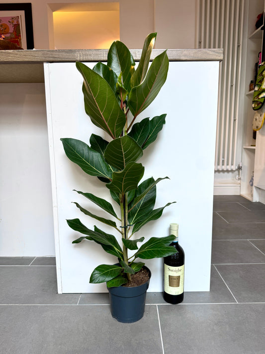 90cm Ficus Benghalensis Joy