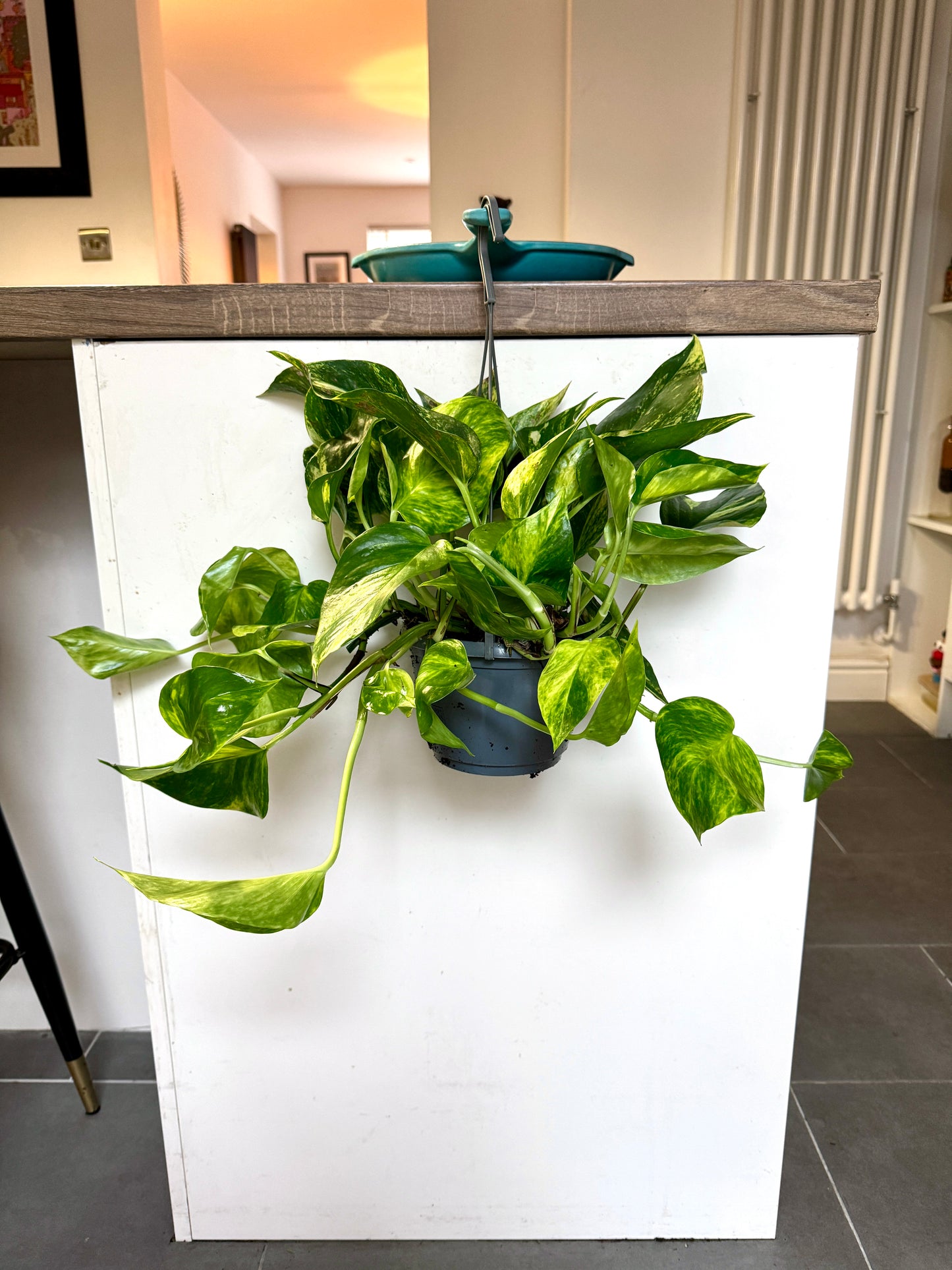 40cm Hanging Devils Ivy