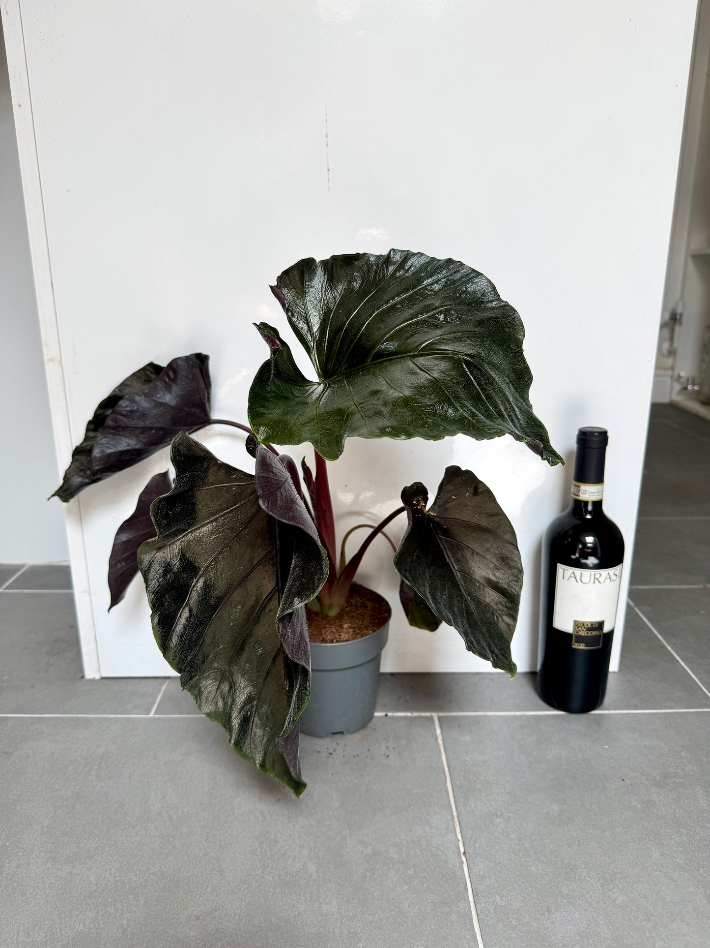 45cm Alocasia Antoro Black Velvet